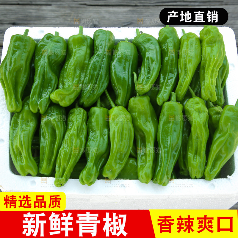 青椒