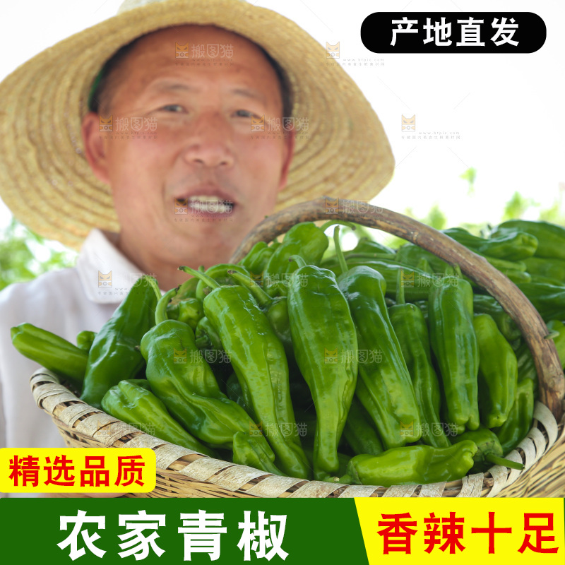 青椒