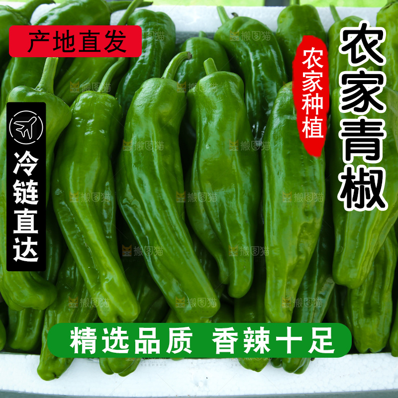 青椒