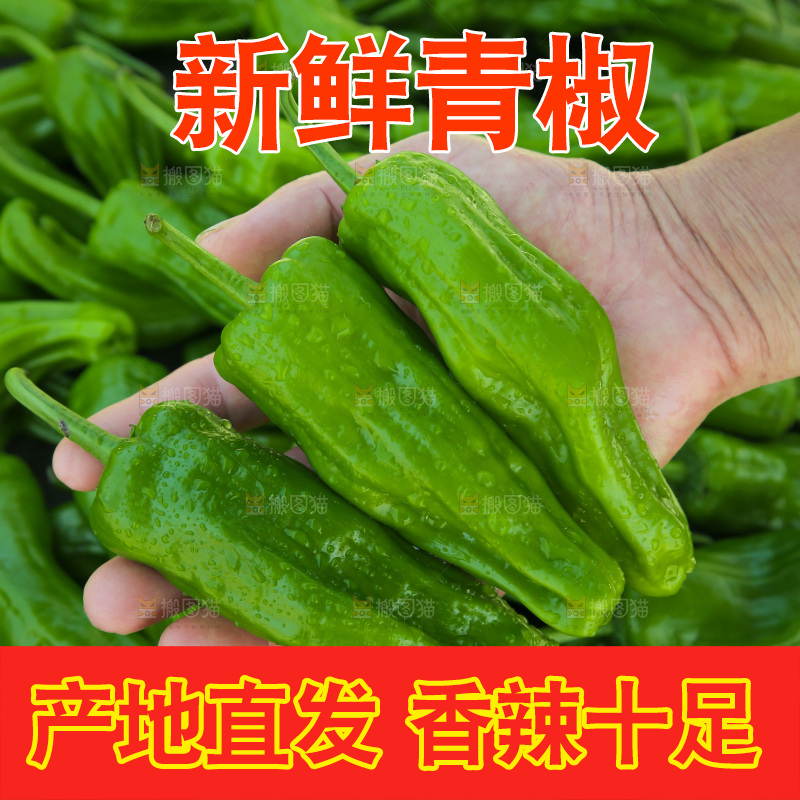 青椒
