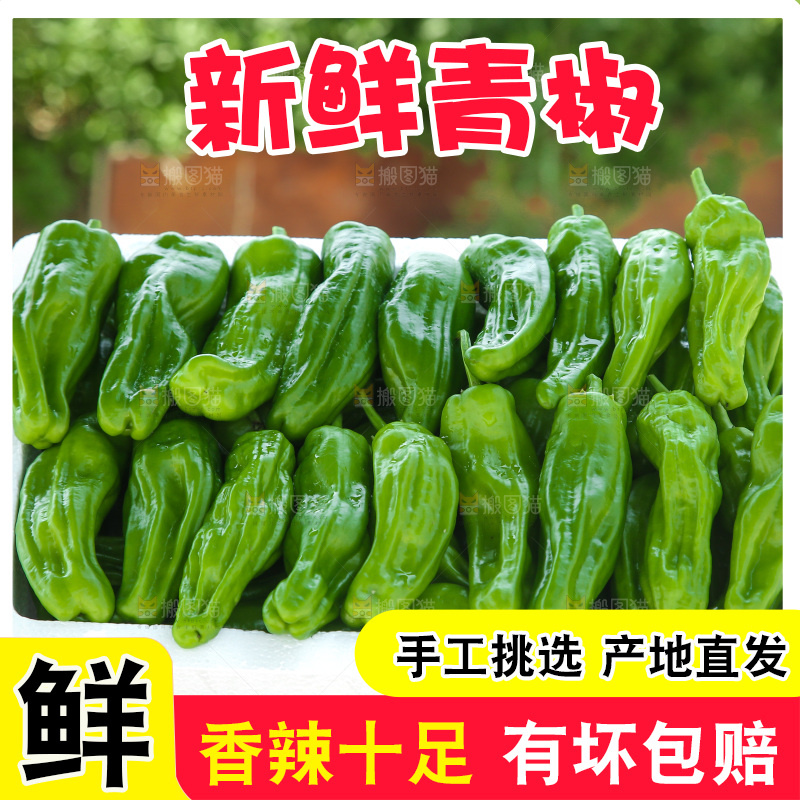 青椒