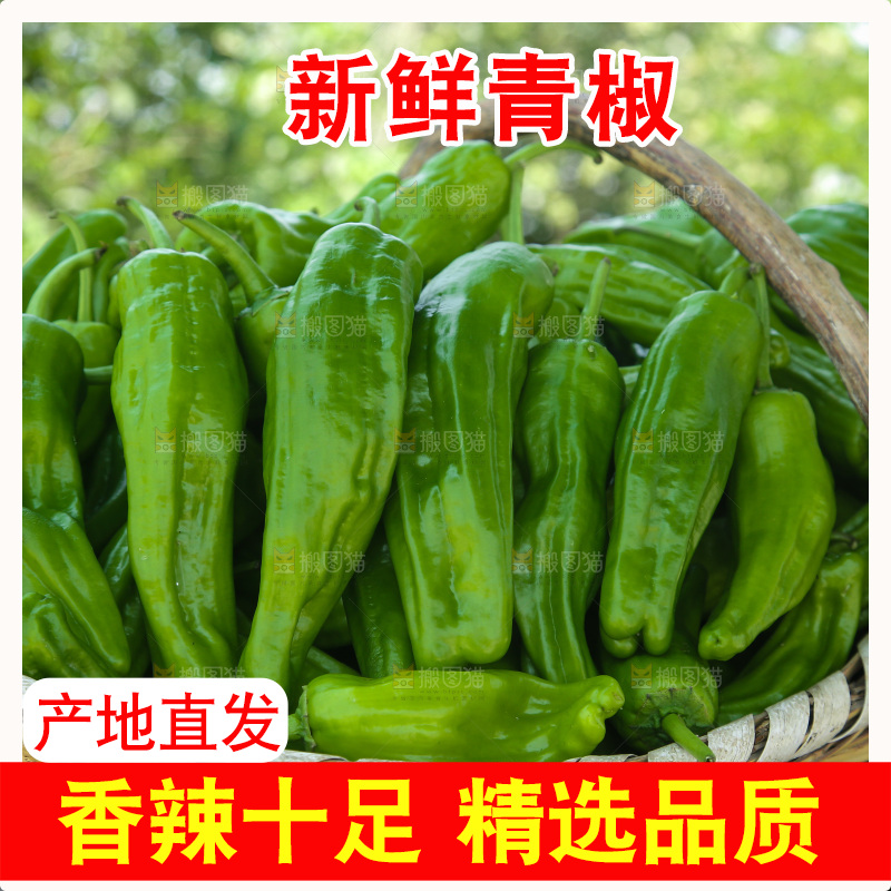 青椒