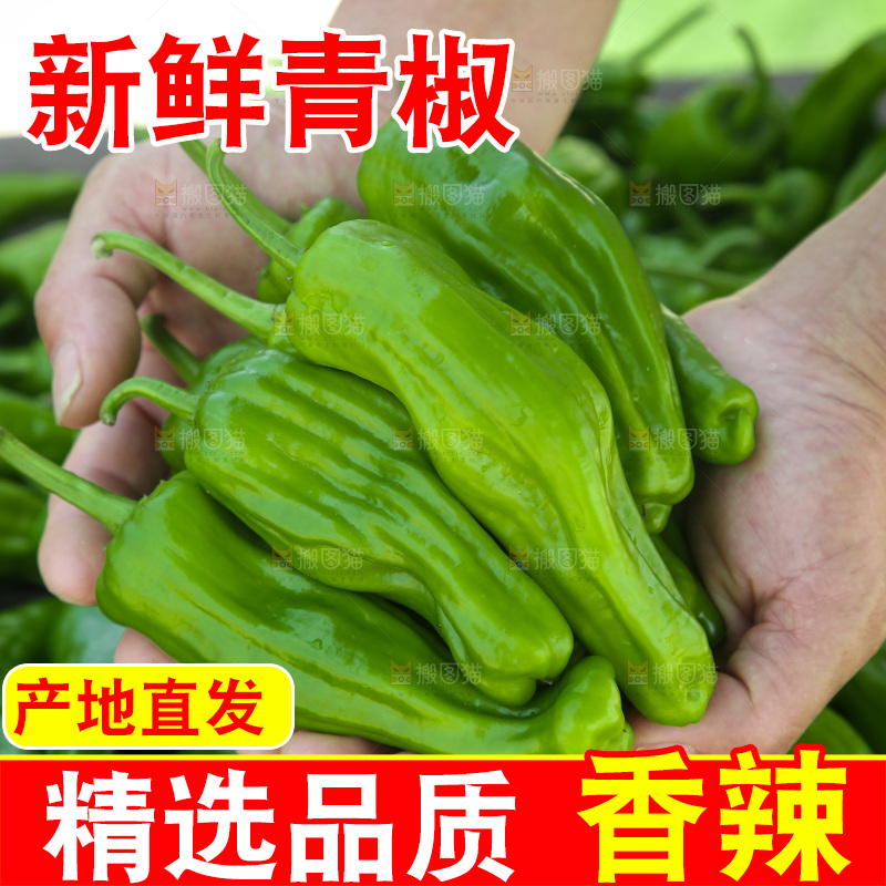 青椒