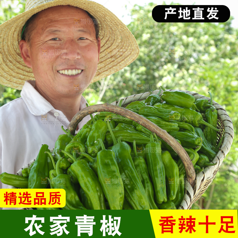 青椒