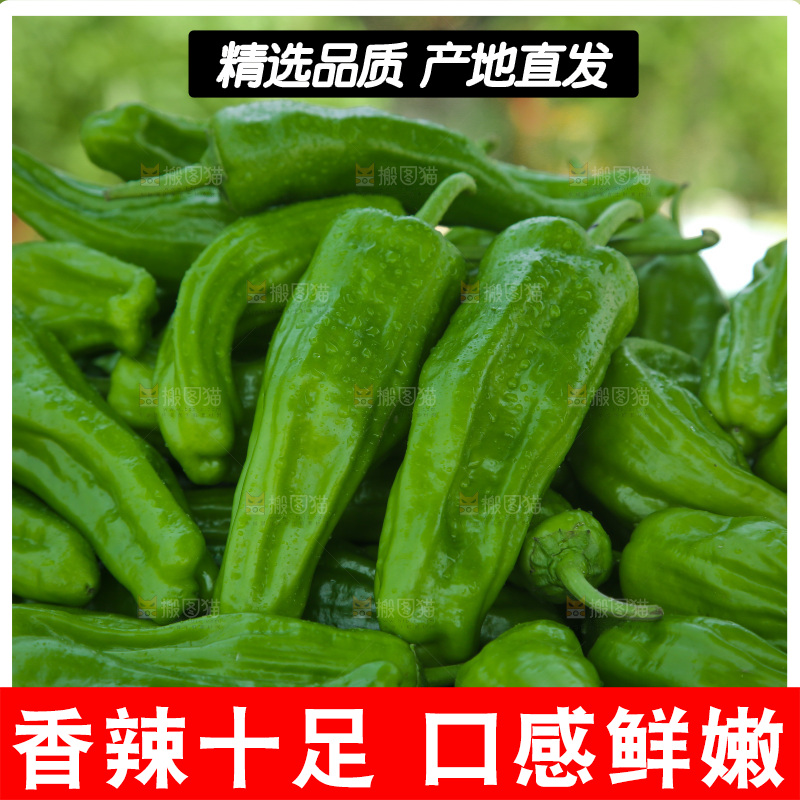 青椒