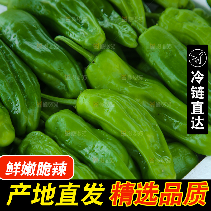青椒