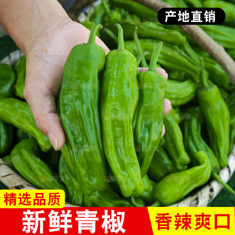 青椒
