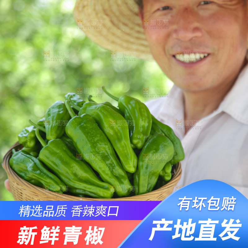 青椒