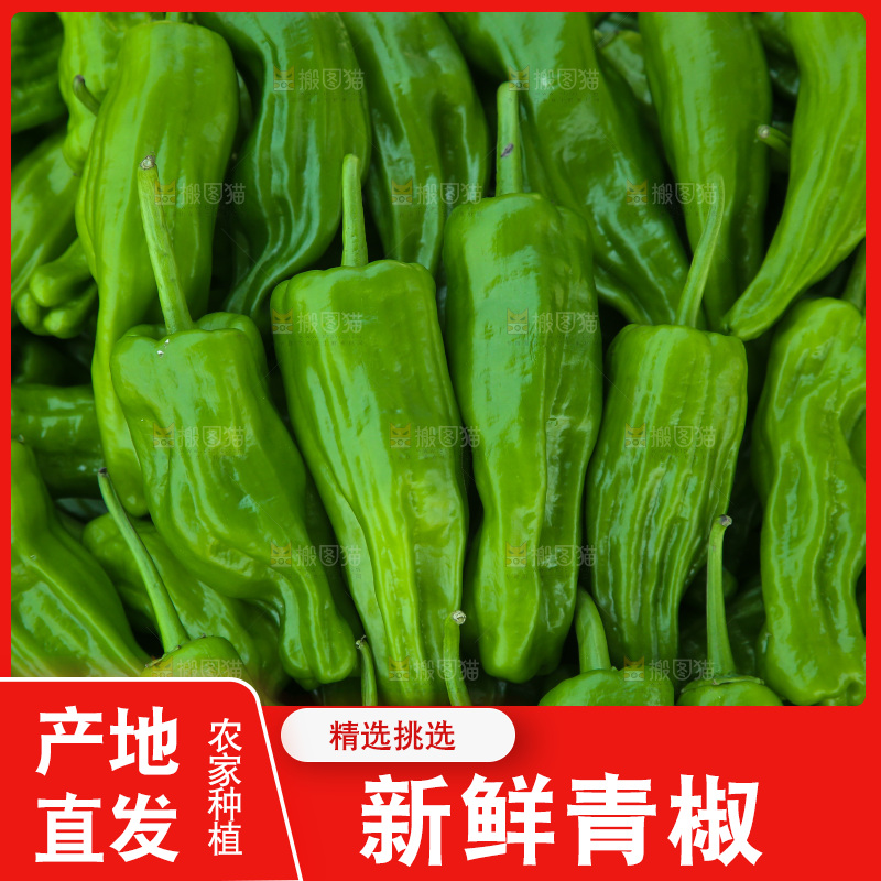 青椒