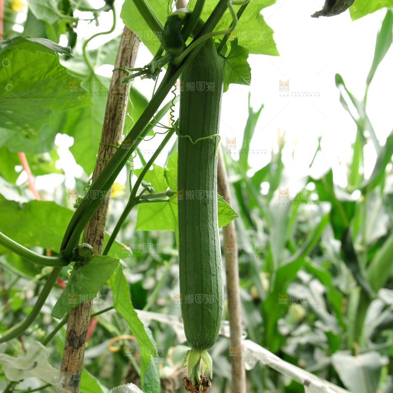 丝瓜产地