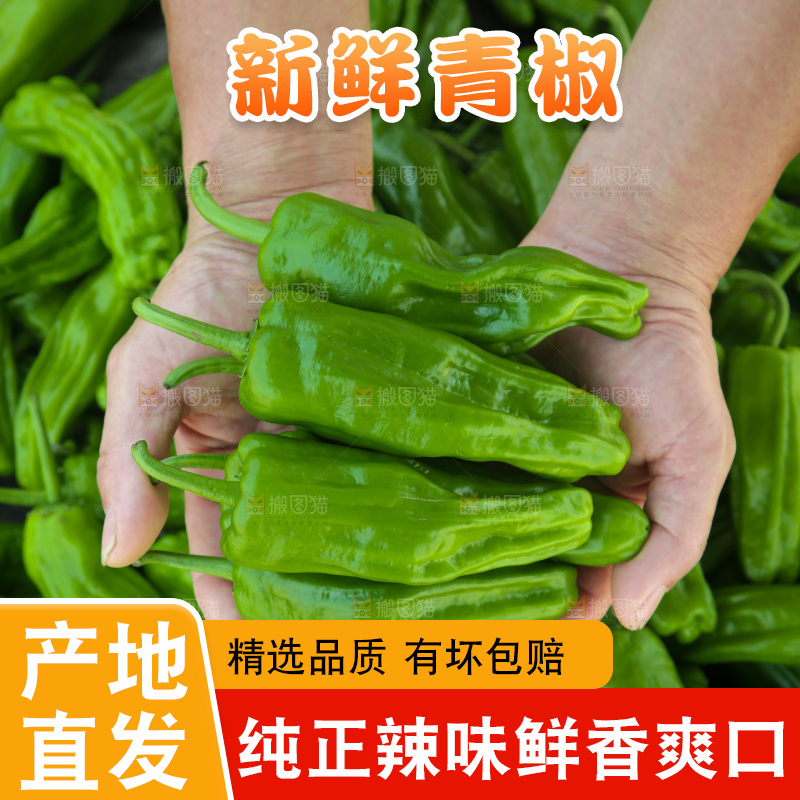 青椒