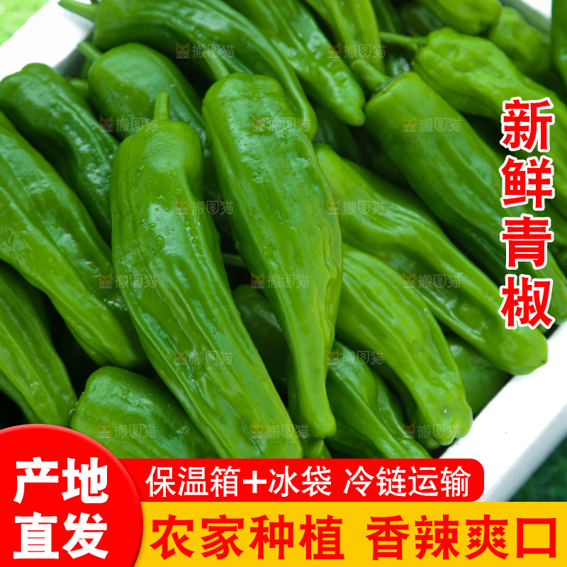 青椒