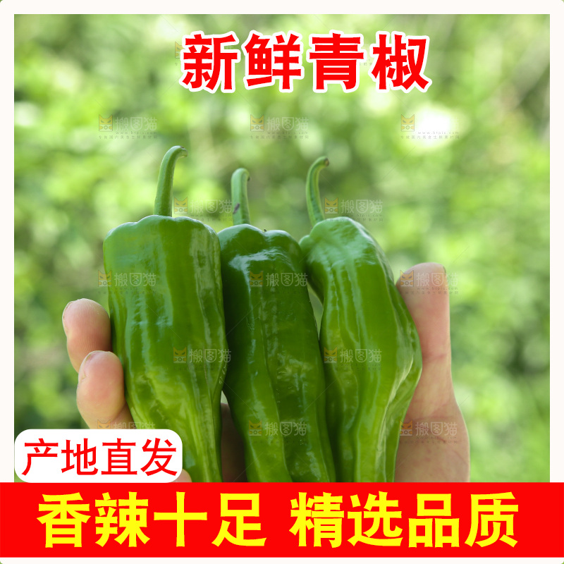 青椒