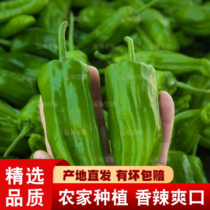 青椒
