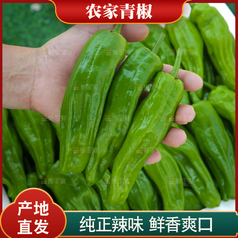 青椒