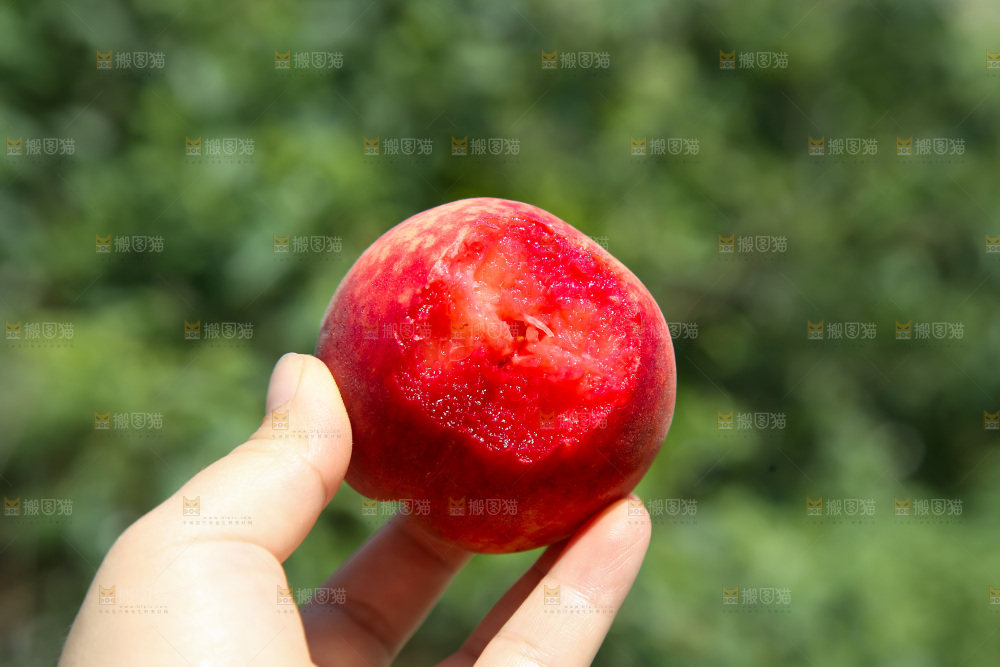 胭脂红桃子