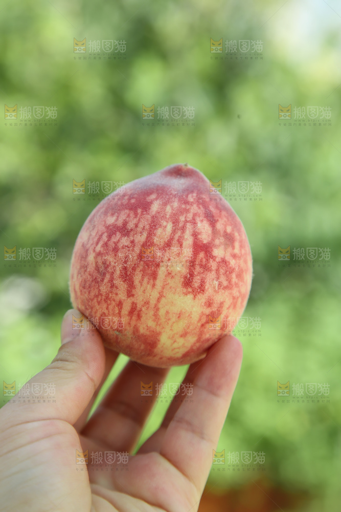 胭脂红桃子