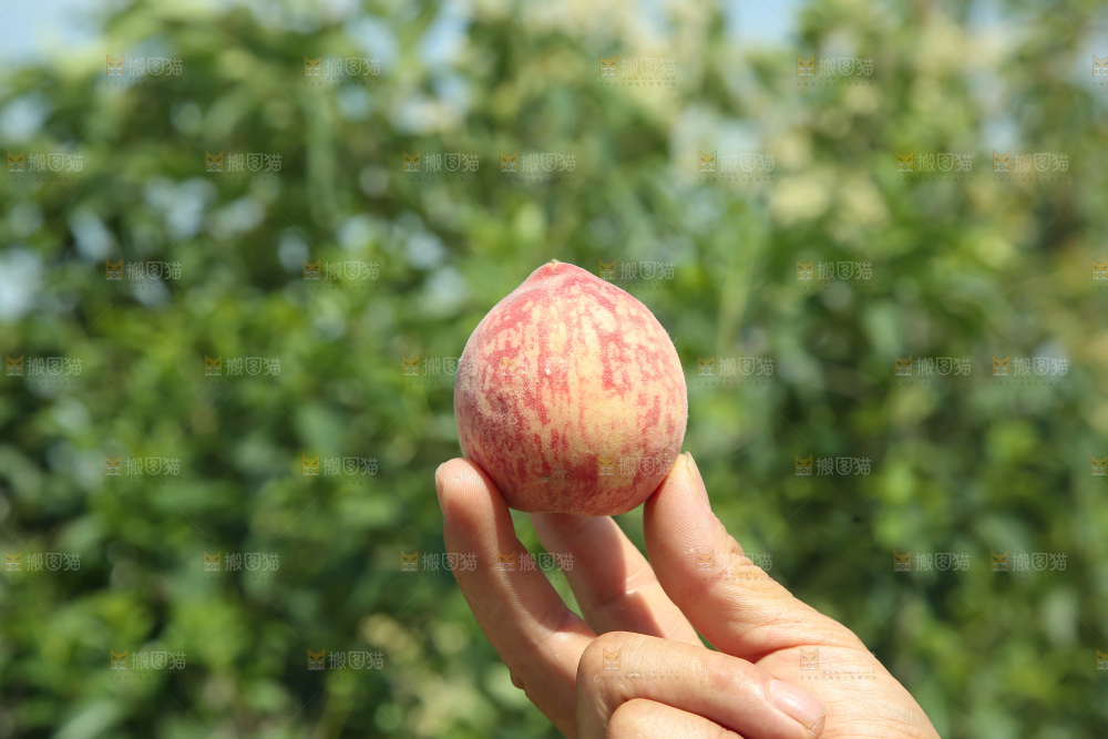 胭脂红桃子