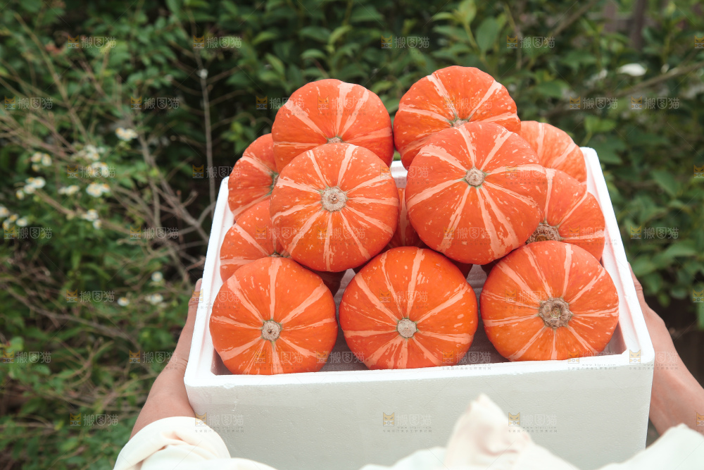 红贝贝南瓜