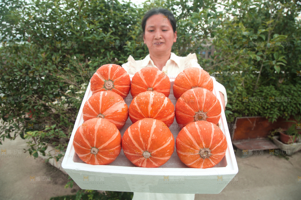 红贝贝南瓜