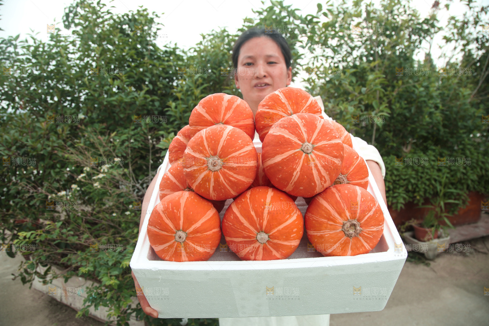 红贝贝南瓜