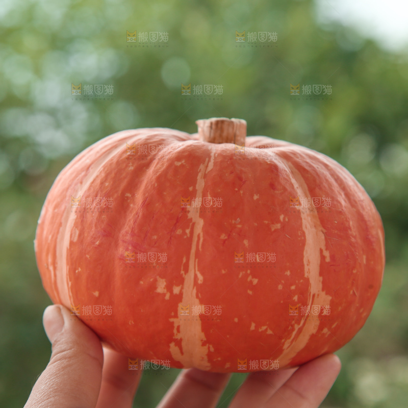 红贝贝南瓜