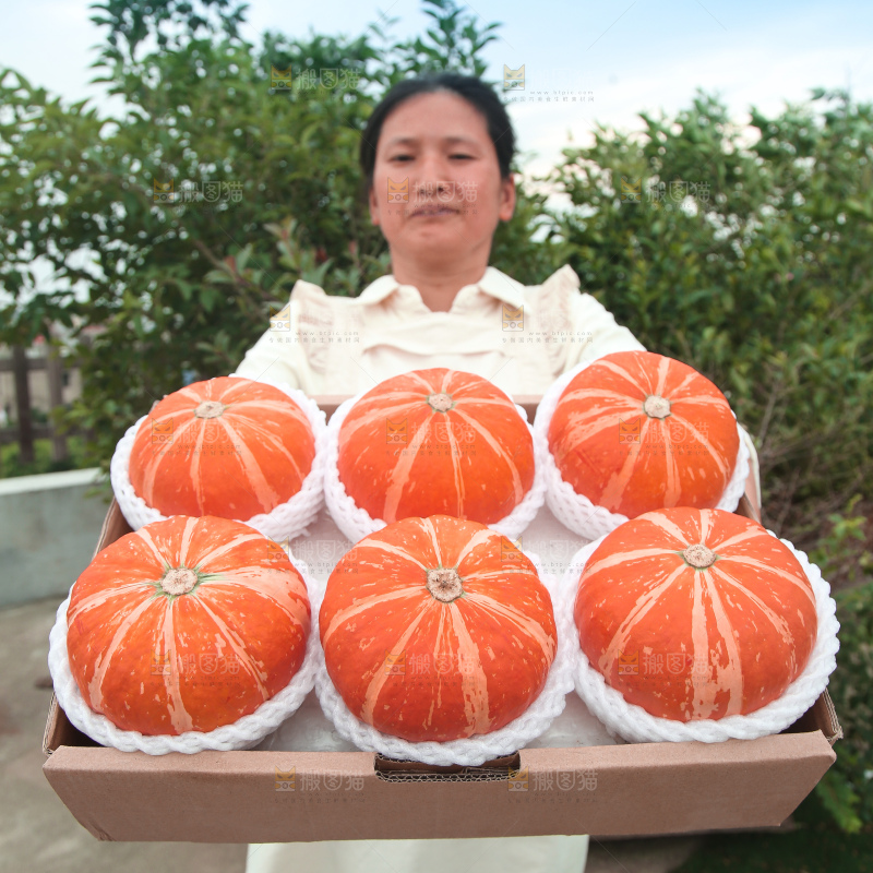 红贝贝南瓜