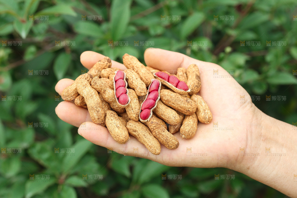 红皮花生
