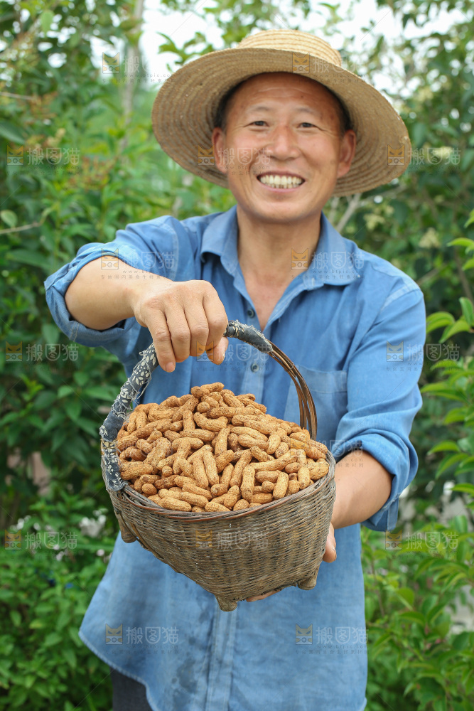 红皮花生