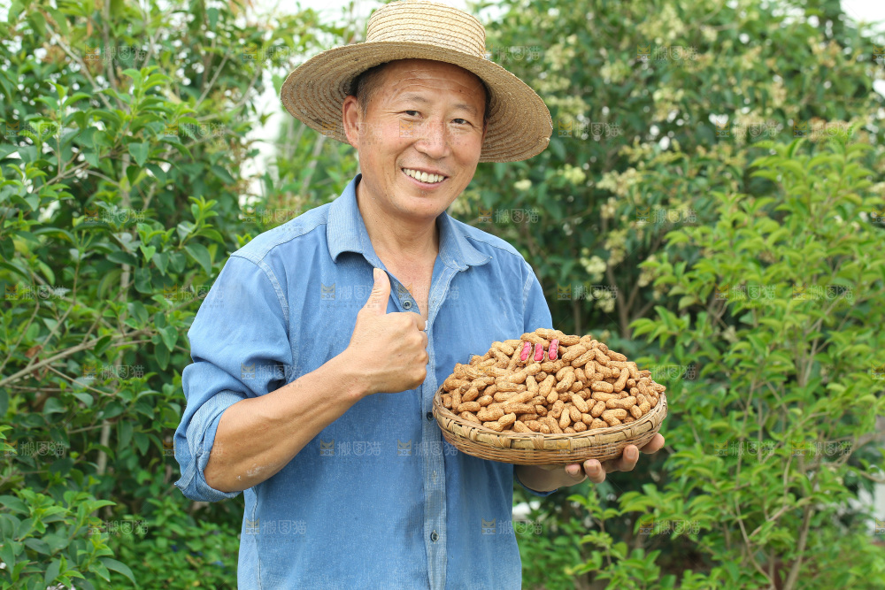 红皮花生