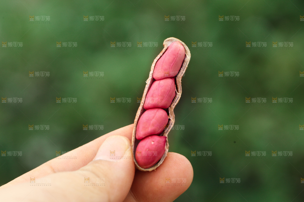 红皮花生
