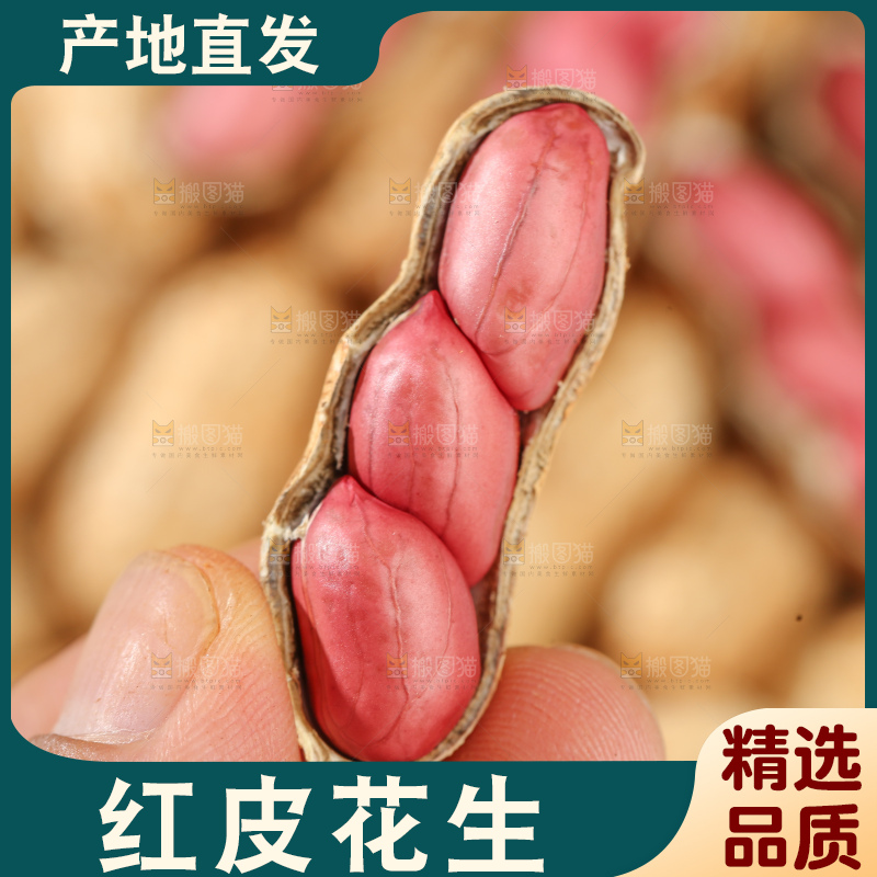 红皮花生
