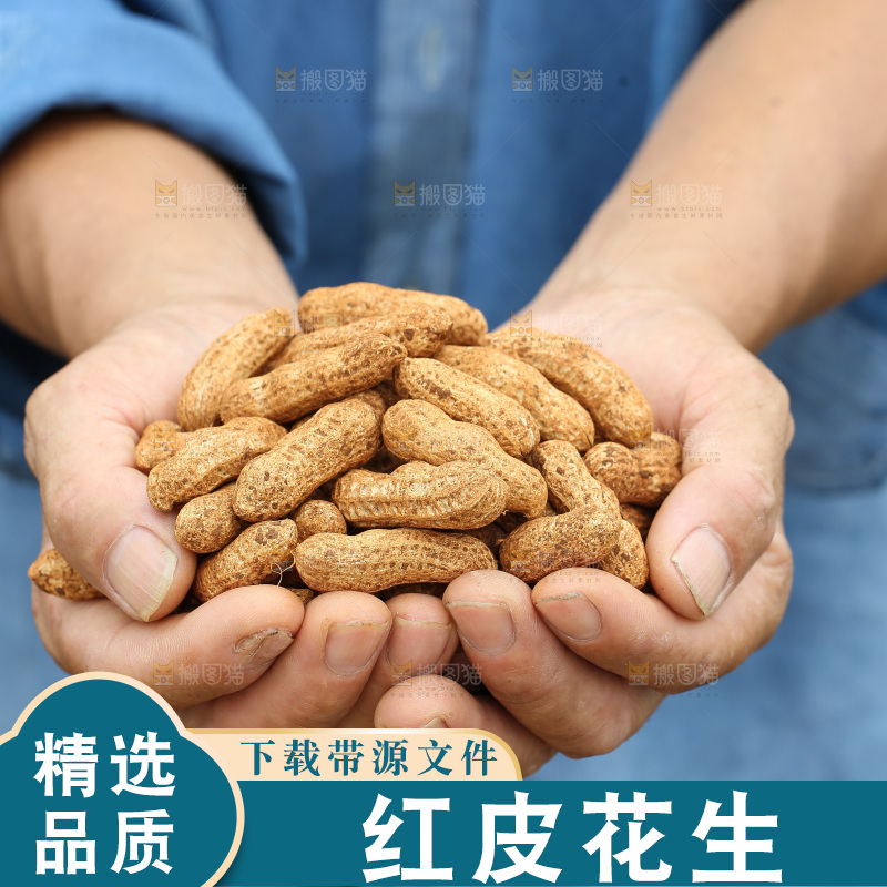 红皮花生