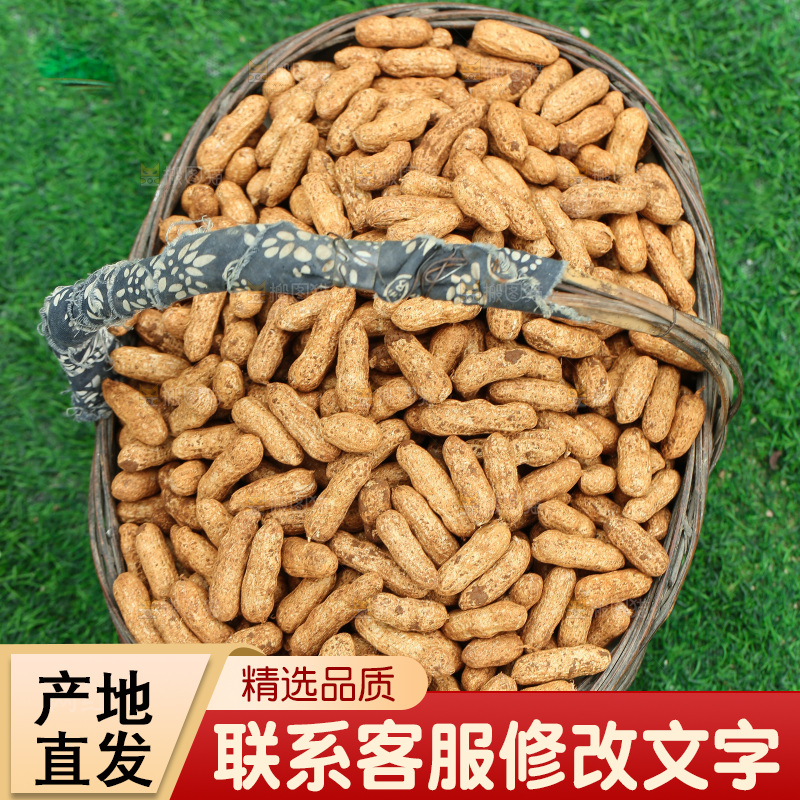 红皮花生