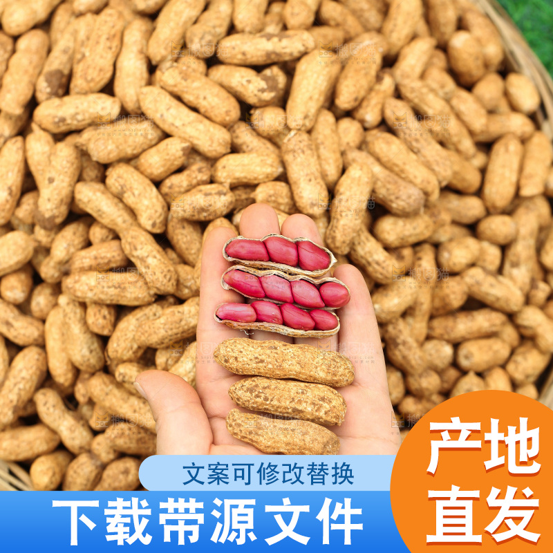 红皮花生