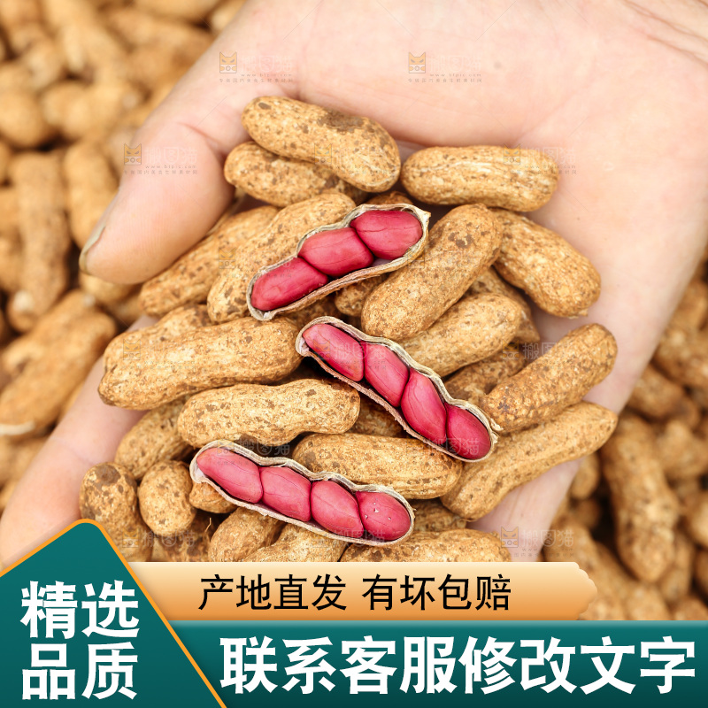 红皮花生