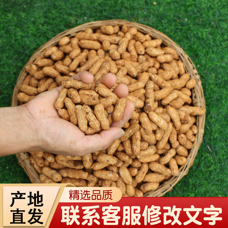 红皮花生