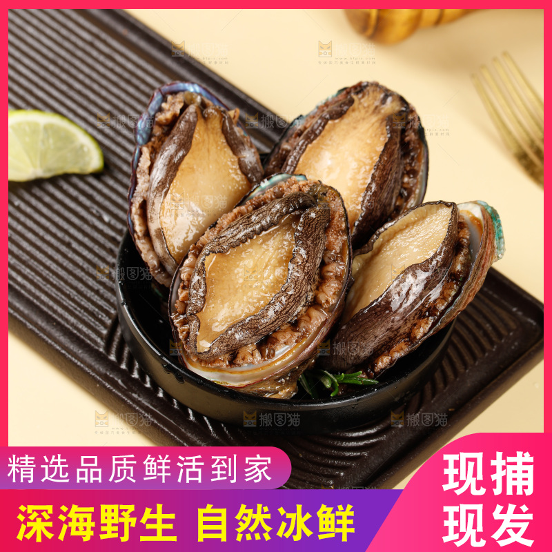 鲍鱼