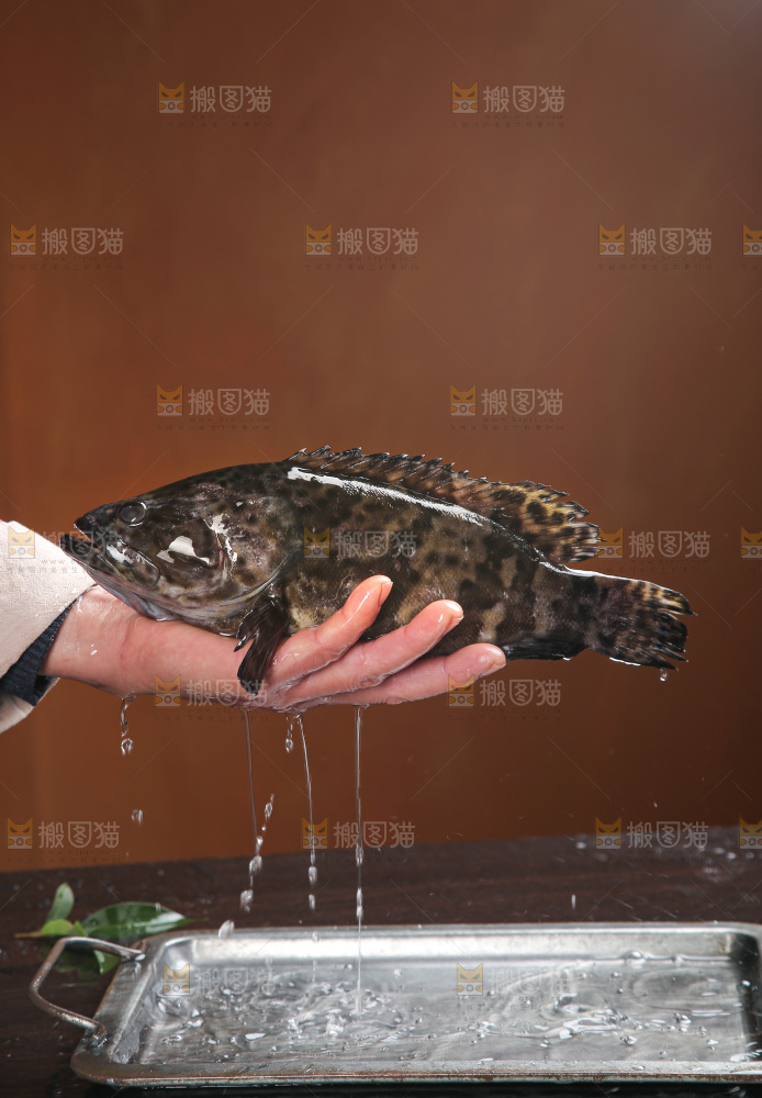 石斑鱼