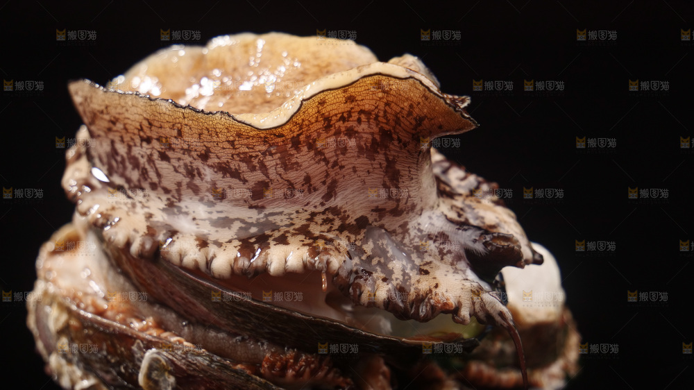 鲍鱼