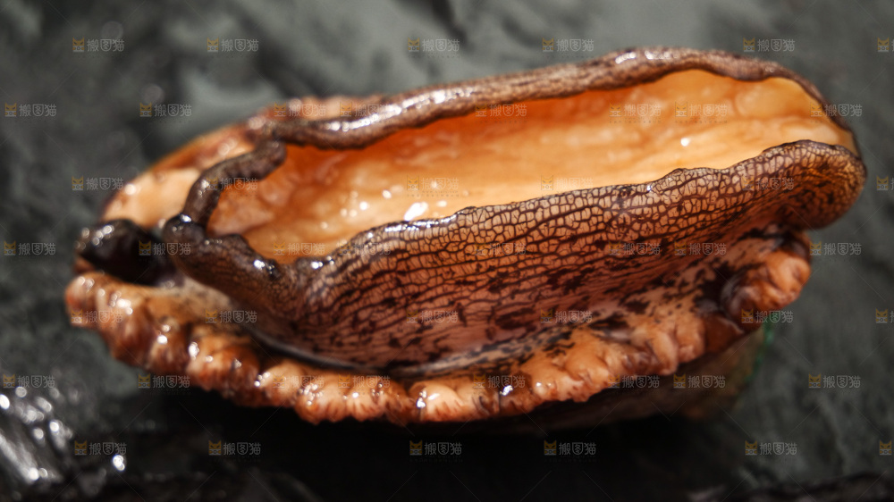 鲍鱼