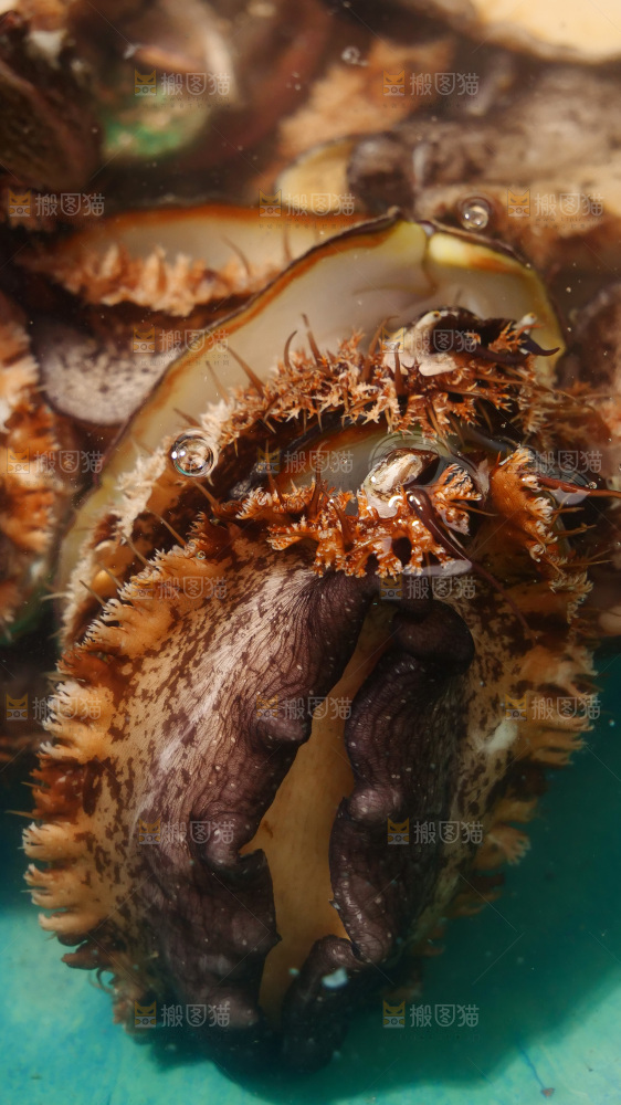 鲍鱼
