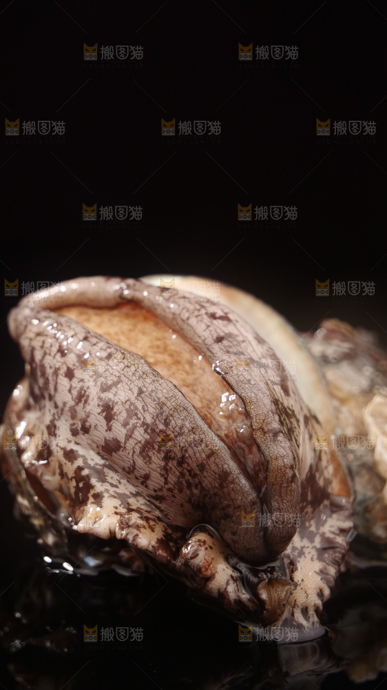 鲍鱼