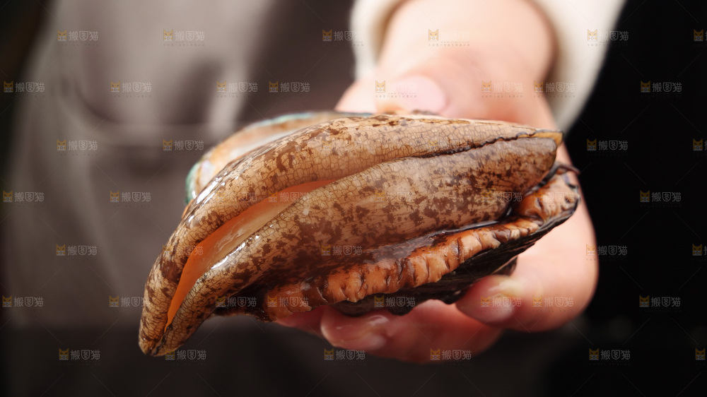 鲍鱼