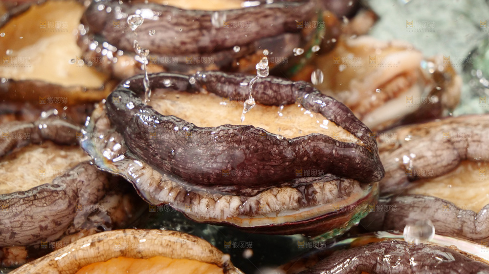 鲍鱼