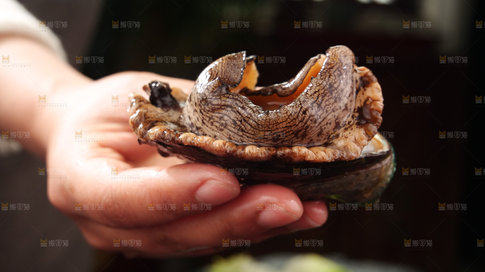 鲍鱼