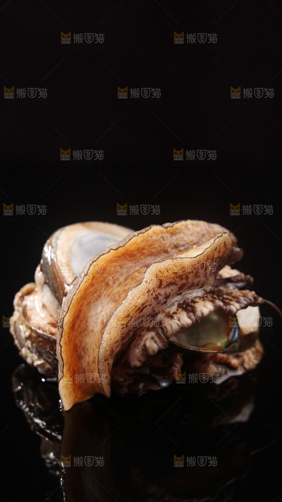 鲍鱼
