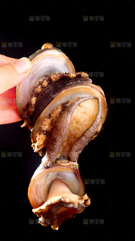 鲍鱼
