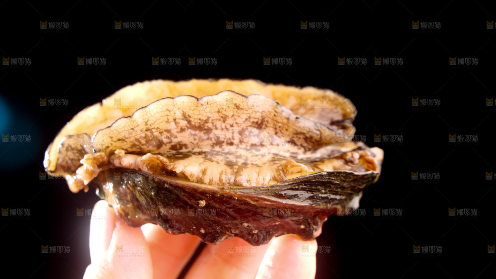 鲍鱼