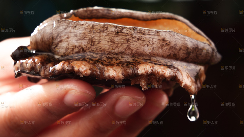 鲍鱼